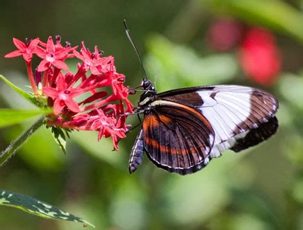 CONOCIENDO MAS: MARIPOSAS EXÓTICAS