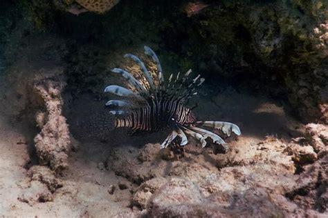 Pez león venenoso pez de arrecife de coral especies invasoras pterois ...