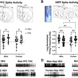 Prenatal THC Induces Sex Specific Alterations To The PFC And