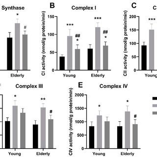 Mitochondrial Enzyme Activities Maximal Enzyme Activity Of Citrate