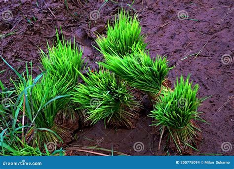 Sementes De Arroz Cinco Cachos De Mudas De Arroz No Bordo Dos Campos