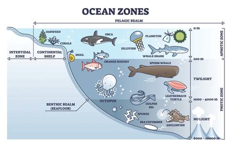 Diagram Ocean Ecosystem Royalty-Free Images, Stock Photos & Pictures ...