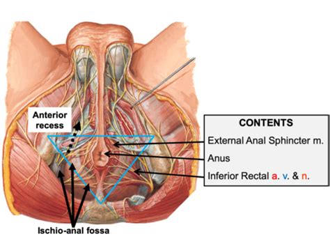 Perineum Flashcards Quizlet