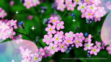 Forget Me Not Flower Meaning And Symbolism What Do Colours Of The