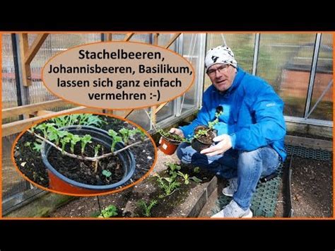 Stachelbeeren Johannisbeeren Einfach Vermehren Stecklinge Youtube