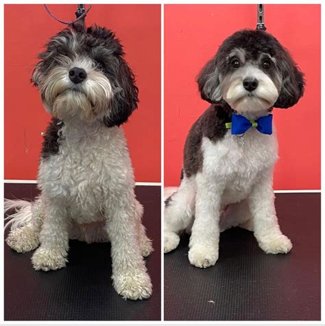 Top 10 Cavoodle Groomers in NSW - Cavoodle Community Australia