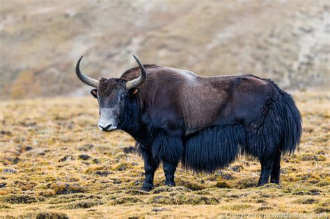 चङब शरपल खचक अत दरलभ जगल यकक तसबर हरनहस