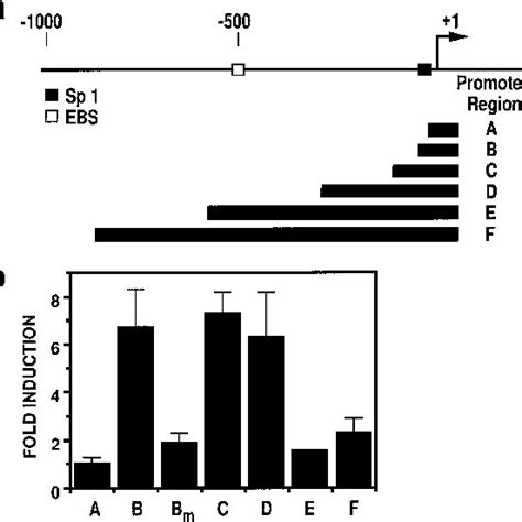 Luciferase reporter gene analysis of the PRELP promoter (a) Schematic ... 