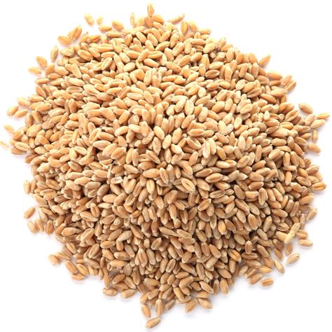 Wheat Germ Organic Sprouting Seeds St John S Botanicals