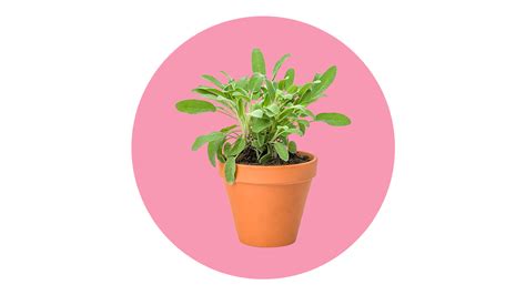 Plant Mom Aesthetics Theme Png Photos Png Mart