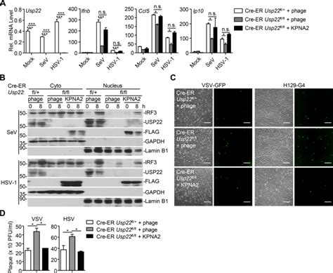 Reconstitution Of KPNA2 Into USP22 Knockout Cells Restores