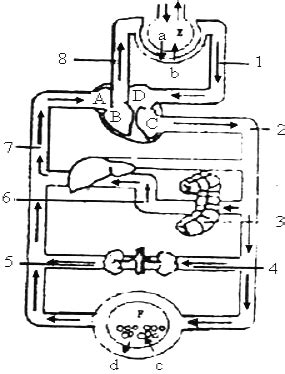 2下图是人体血液循环综合示意图 血管中箭头代表血流方向 请回 1 C处为心脏的左心室 2 血液在图中 B 8 1 D 的循环