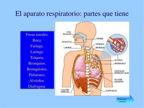 Partes Y Funciones Del Sistema Respiratorio Descubre Cuales Son Images