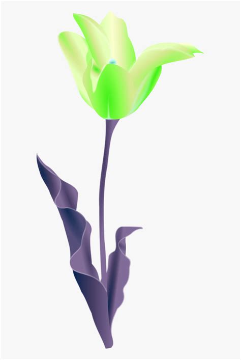 Tulip Flower Outline - Beautiful Flowers Download