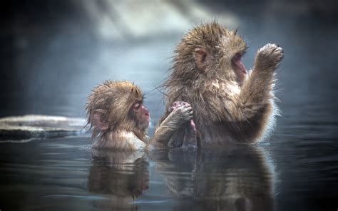 Japanese Macaque Full Hd Wallpaper And Background Image 1920x1200 Id 390683