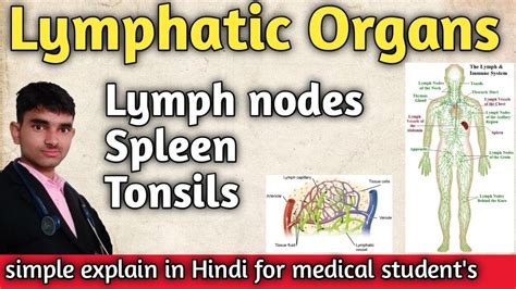 What Are The Lymphatic Organs And Their Functions ।। Lymph Nodes।। Spleen ।। Tonsils In Hindi