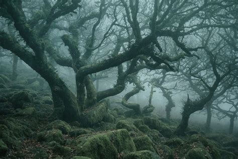 Stunning Images Of Englands Most Haunted Forest Nature Ttl