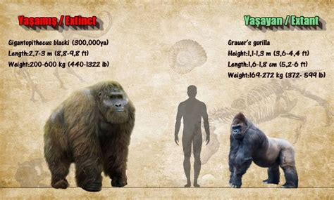 Gigantopithecus The Enigmatic Extinct Primate