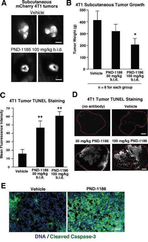 Pnd 1186 Inhibits 4t1 Subcutaneous Tumor Growth By Induction Of