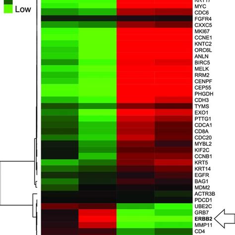 Gene expression profiles of HER2-negative breast cancer according to ...