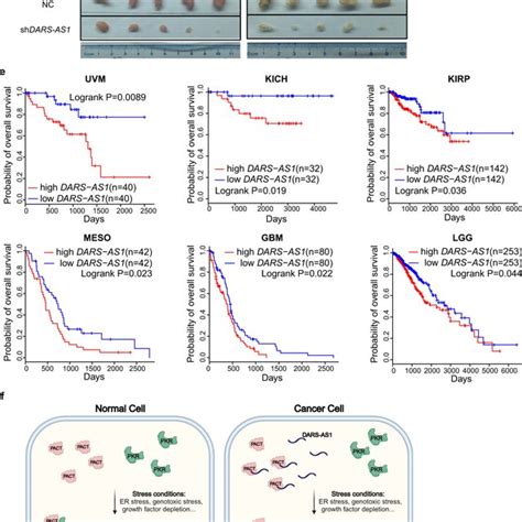 Dars As Promotes Tumor Proliferation In Vivo And Correlates With Poor