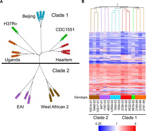 Figure 1 From Functional Genetic Diversity Among Mycobacterium