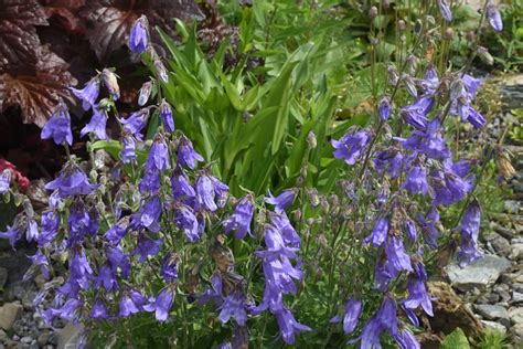 Campanula sarmatica Les alpines au Québec