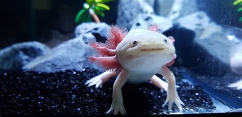 How Long Do Axolotls Live Average Lifespan Data Care Guide Hepper