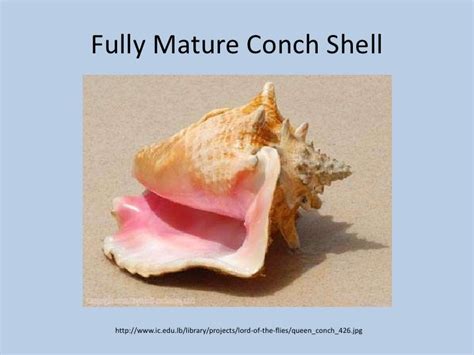 Conch Shells