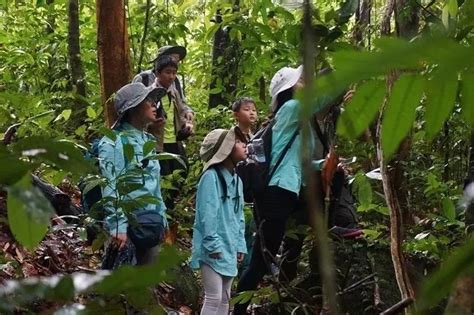 热带雨林探险之旅350热带雨林之旅的结尾我的热带雨林之旅作文大山谷图库