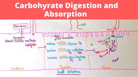 Carbohydrate Digestion And Absorption Metabolism Digestion