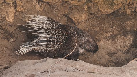 Free picture: Porcupine animal side view of rodent in natural habitat