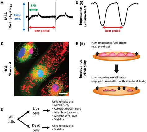 Assay Parameters Measured In Mea Impedance And Hca Assays A