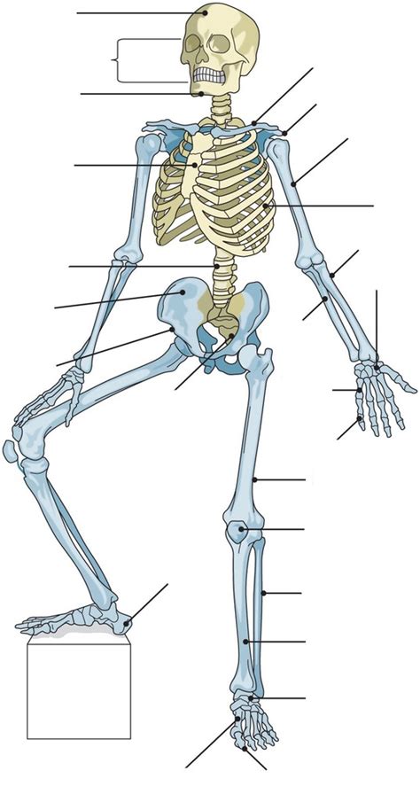 Chapter 7 The Skeleton Diagram Diagram Quizlet