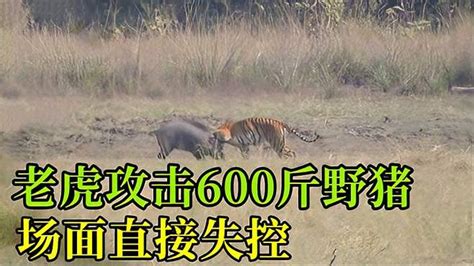 老虎捕捉600斤野猪，场面一度失控，老虎能够成功捕获野猪吗？ 动物视频 搜狐视频