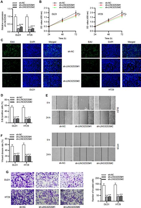 Knockdown Of Linc Suppresses The Malignant Behaviors Of Colorectal