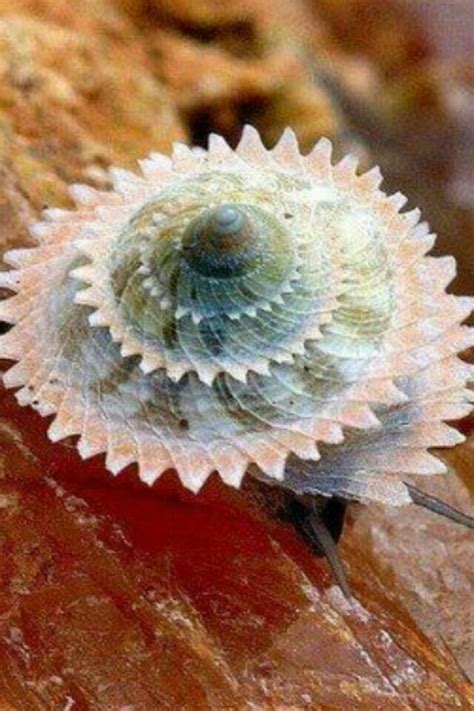 Pin By Rakesh Kumar On Shell Sea Shells Sea Creatures Snail