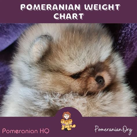 Pomeranian Weight Chart: Puppy Growth Chart Details