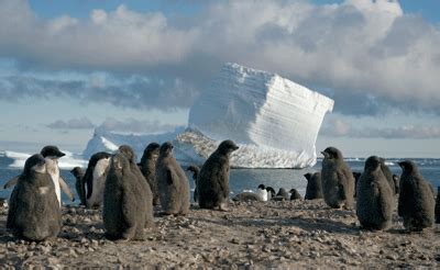 Antarctic biodiversity at risk - UQ News - The University of Queensland, Australia