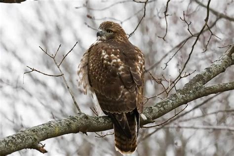 10 Hawks In Utah With Photos Golden Spike Company