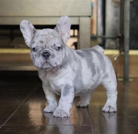 French Bulldog Puppies For Sale | Fort Lee, NJ #310143