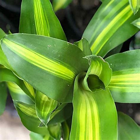 Mass Cane Dracena Live Plant 6 Pot House Plants Expert