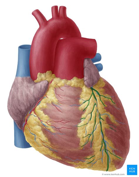 Art Rias E Veias Do Cora O Anatomia E Fun O Kenhub