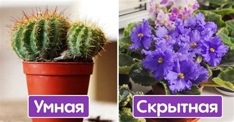 Красивые комнатные растения и что они скрывают