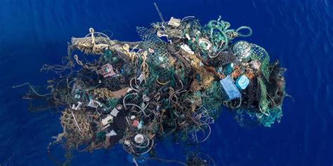 La gran isla de basura del Pacífico genera su propio ecosistema con