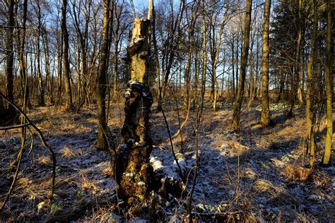 Old Tree December Svanemosen Kolding Denmark Erland