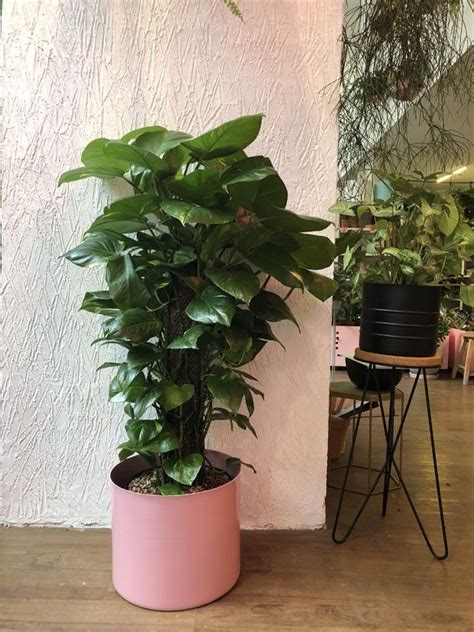 7 árvores e plantas grandes para ter dentro de casa Plantas grandes