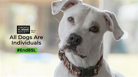 Let’s Raise Our Voices and End Breed Specific Legislation - Toronto ...