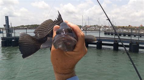 My Bait Must Have Landed On His Head St Augustine Fishing Multi