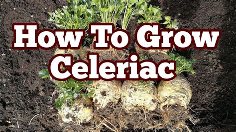 How To Grow Celeriac Complete Guide Youtube